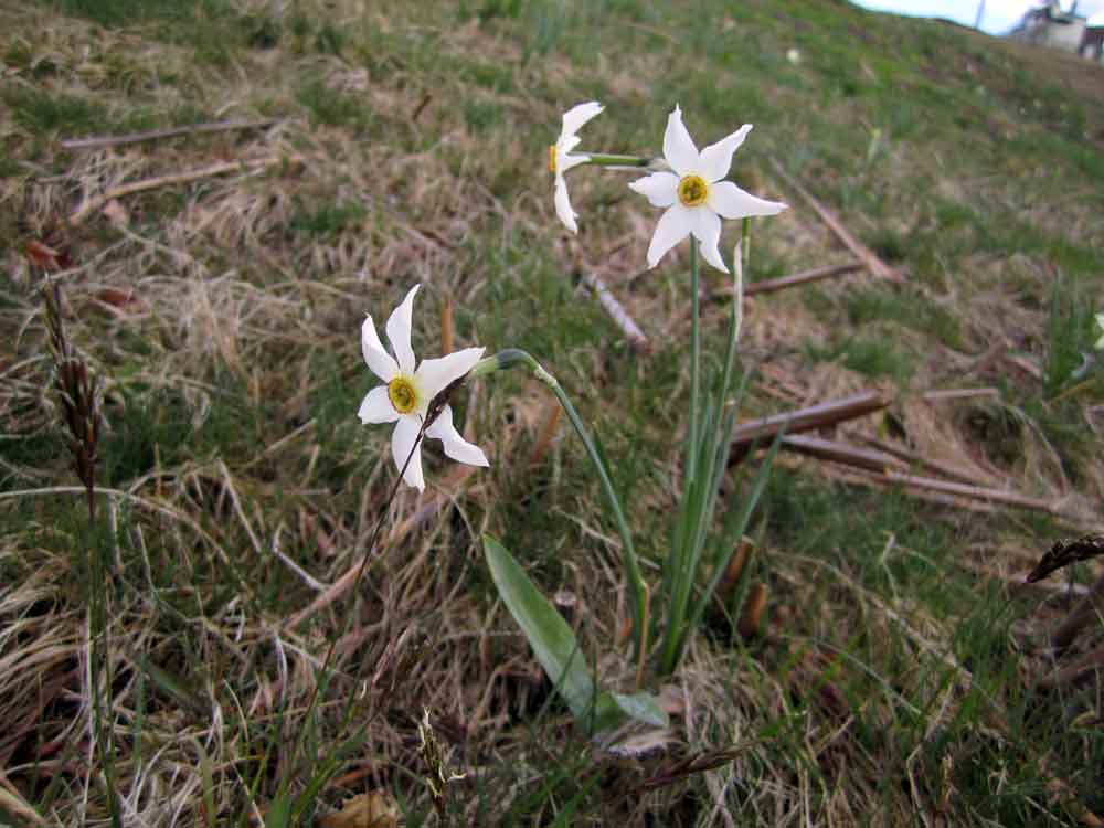 Prealpi biellesi: Narcissus poeticus