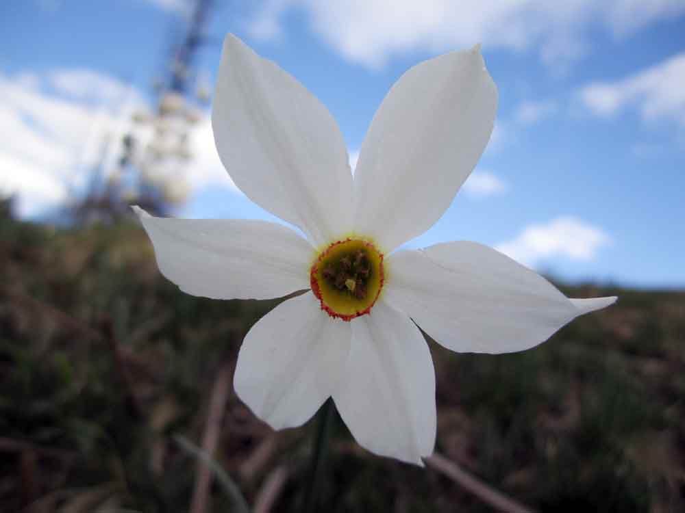 Prealpi biellesi: Narcissus poeticus