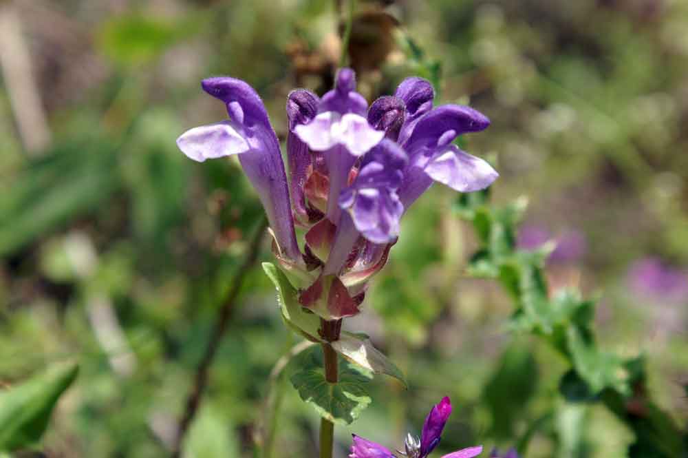 Scutellaria alpina