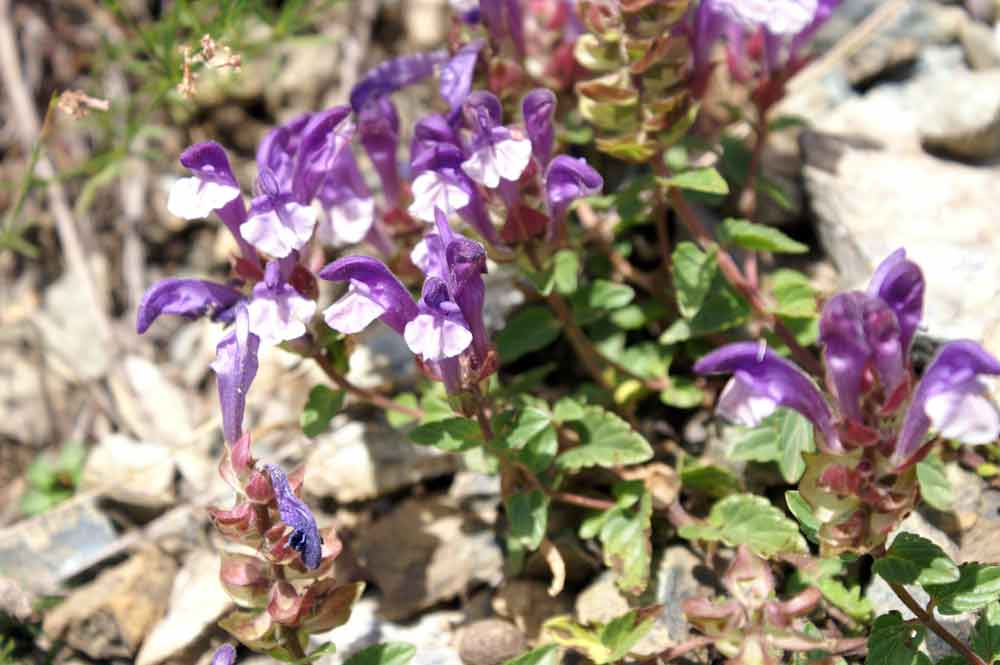 Scutellaria alpina