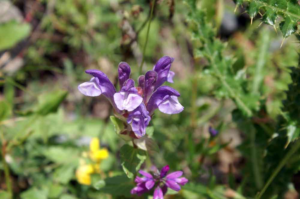 Scutellaria alpina
