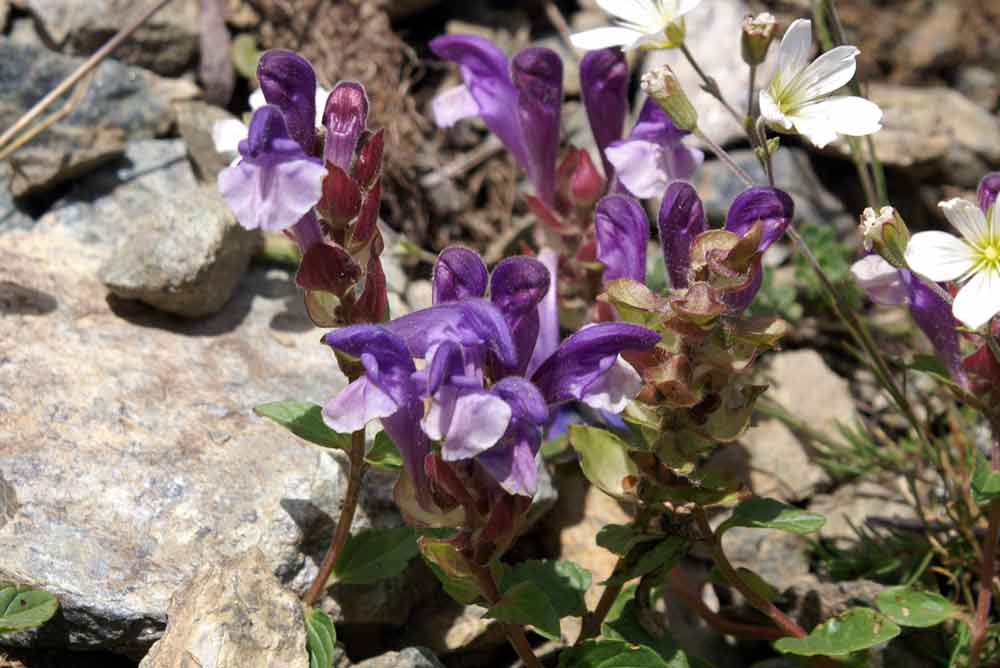 Scutellaria alpina