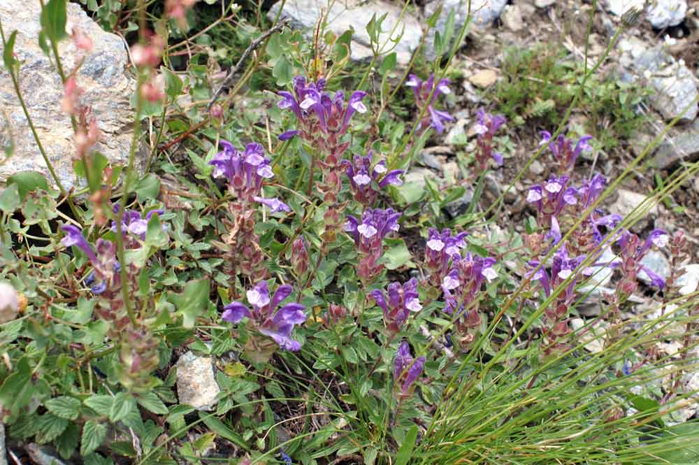 Scutellaria alpina