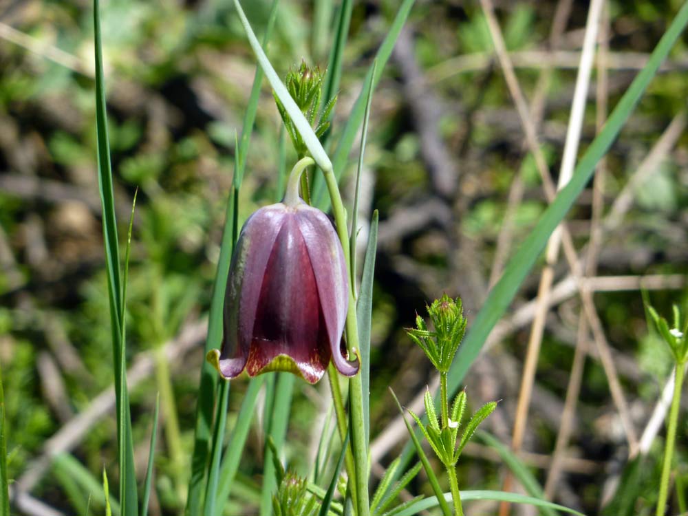 A maggio in Meseta (Spagna) - Fritillaria cfr. pyrenaica