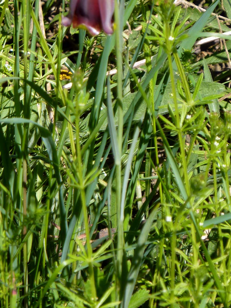 A maggio in Meseta (Spagna) - Fritillaria cfr. pyrenaica