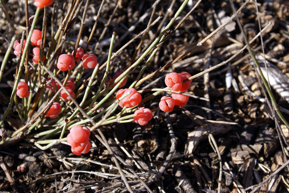 Ephedra distachya / Efedra distachia