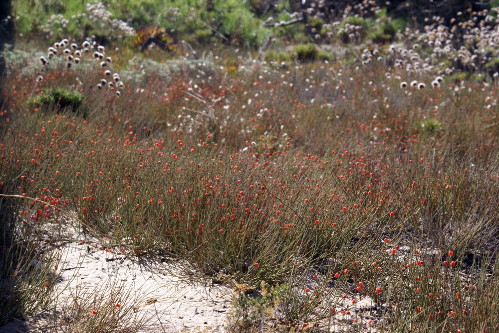Ephedra distachya / Efedra distachia
