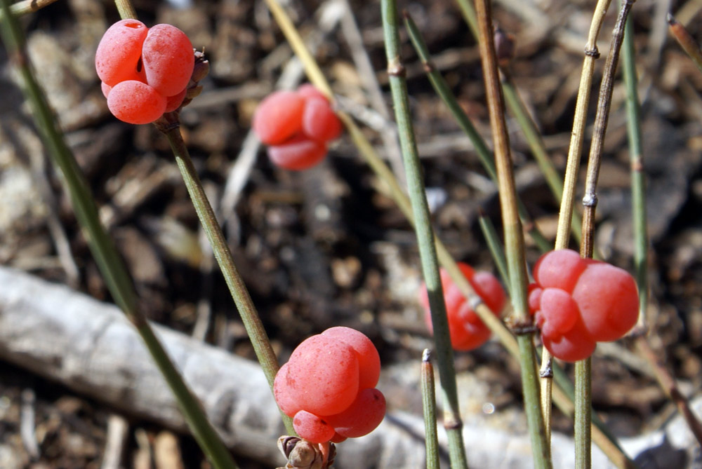 Ephedra distachya / Efedra distachia
