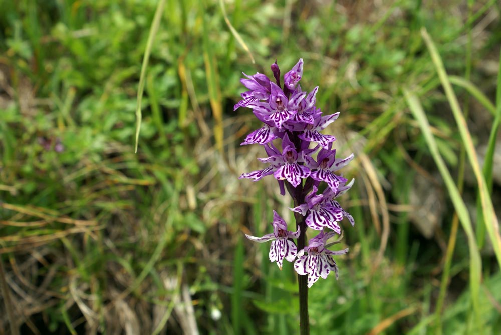 Orchidea? (Dactylorhiza maculata ssp. fuchsii)