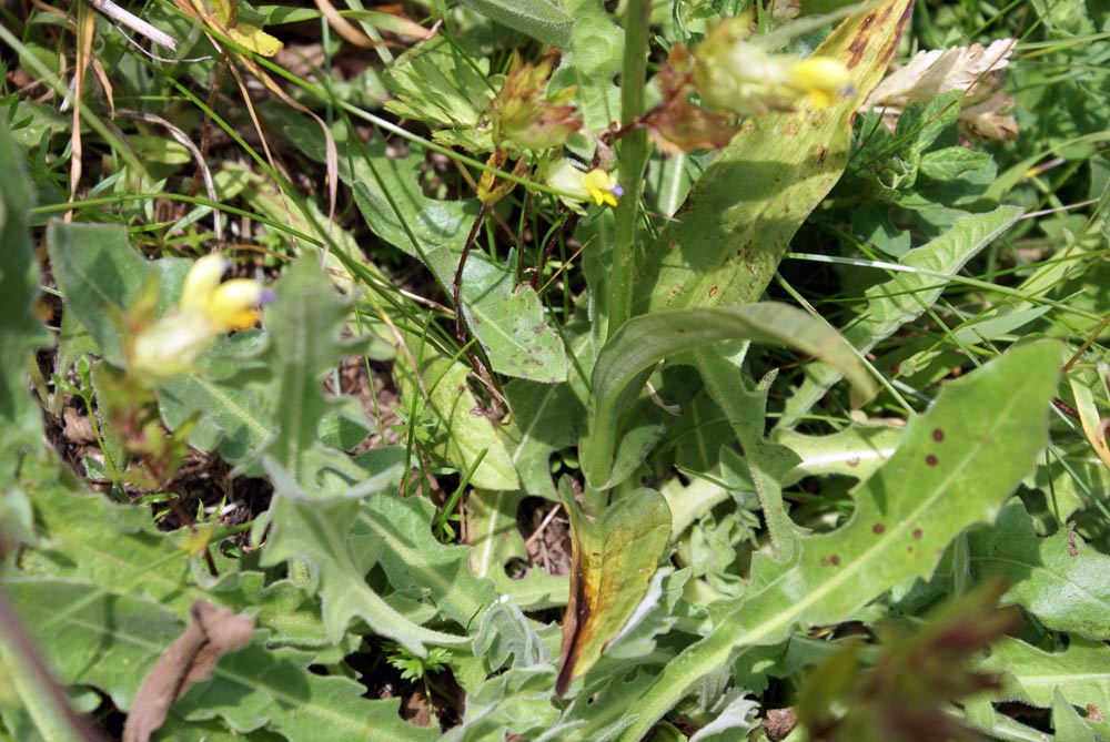 Orchidea? (Dactylorhiza maculata ssp. fuchsii)