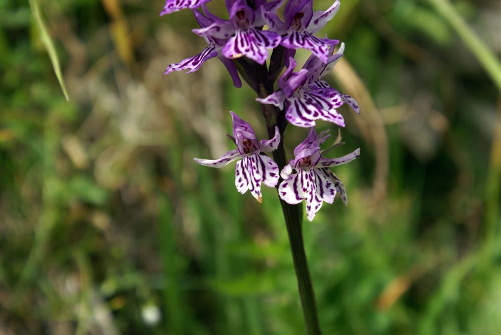 Orchidea? (Dactylorhiza maculata ssp. fuchsii)