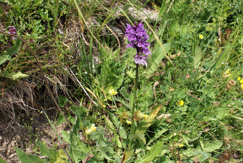 Orchidea? (Dactylorhiza maculata ssp. fuchsii)