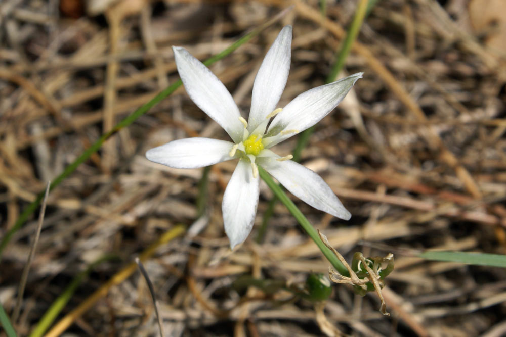 Appennino umbro 22 - Ornithogalum sp.