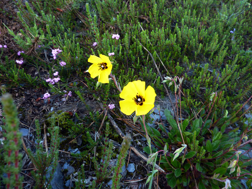 Xolantha globulariifolia