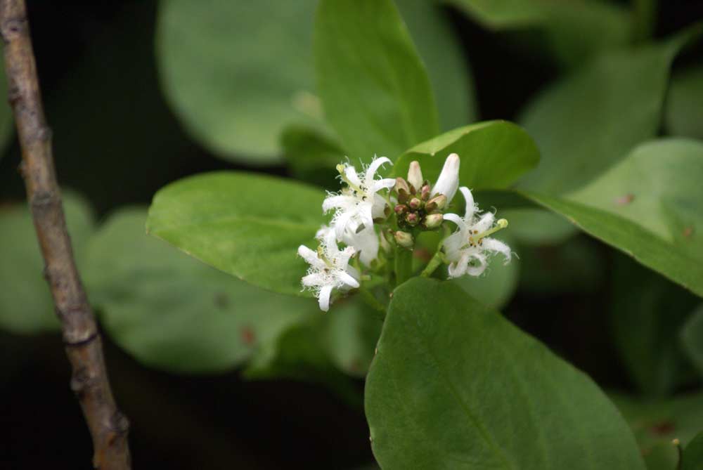 Menyanthes trifoliata / Trifoglio fibrino