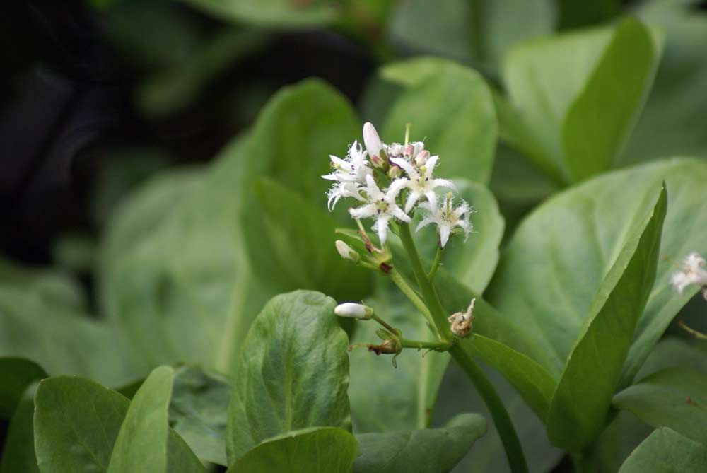 Menyanthes trifoliata / Trifoglio fibrino