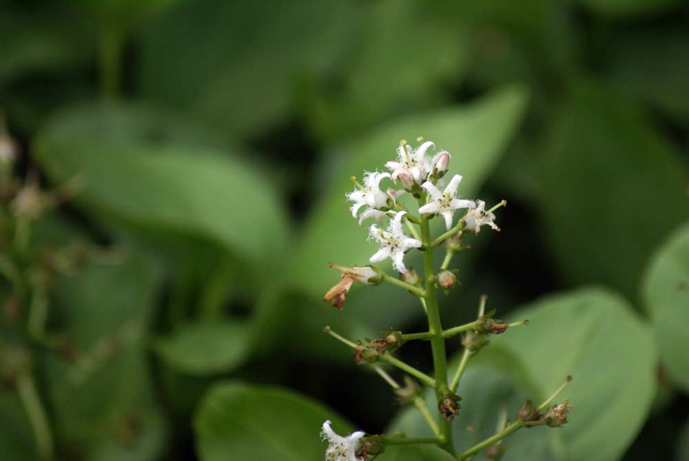 Menyanthes trifoliata / Trifoglio fibrino