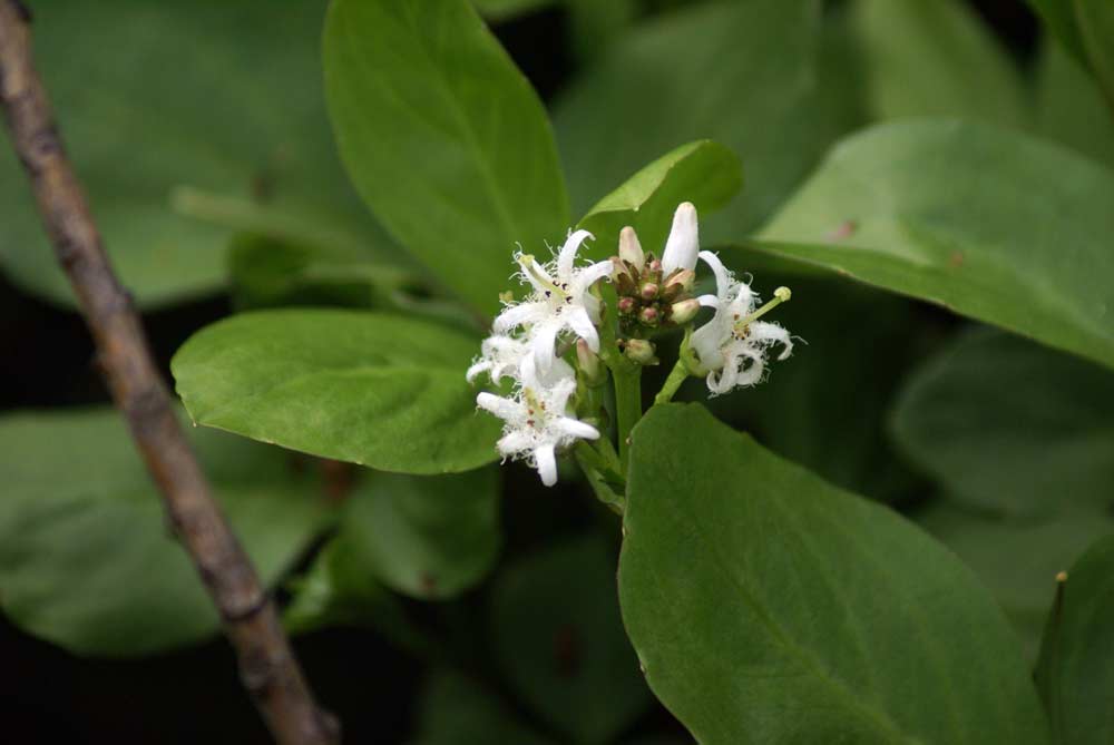 Menyanthes trifoliata / Trifoglio fibrino
