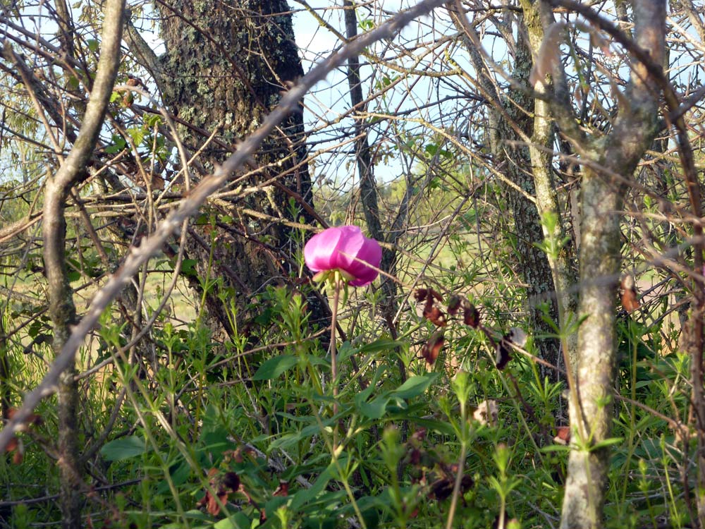 Paeonia officinalis dalla Meseta (Spagna)