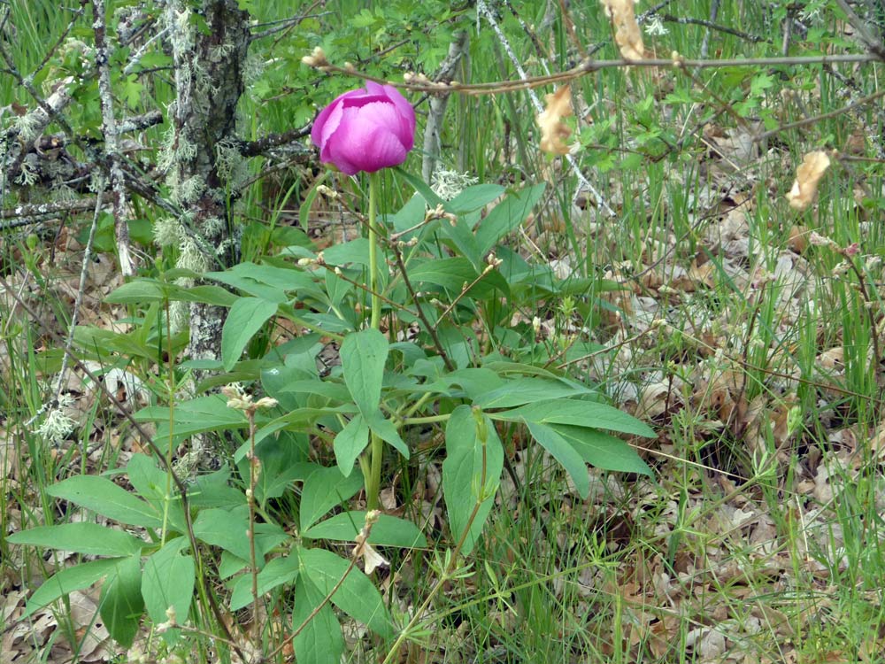 Paeonia officinalis dalla Meseta (Spagna)
