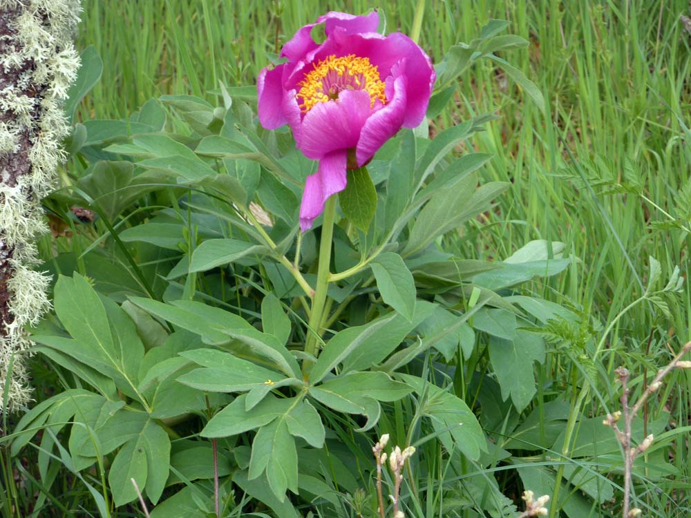Paeonia officinalis dalla Meseta (Spagna)