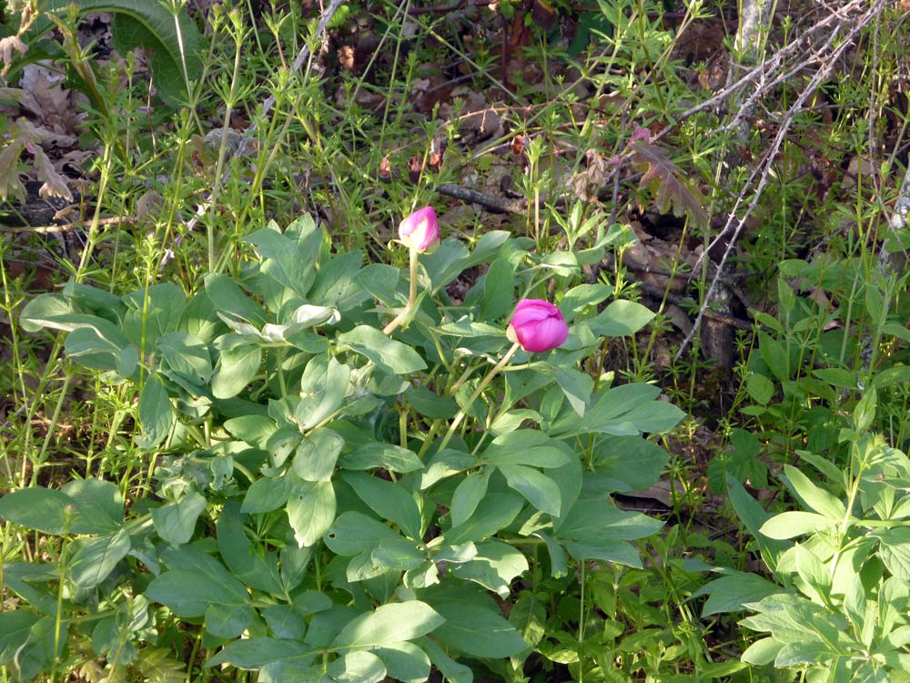 Paeonia officinalis dalla Meseta (Spagna)