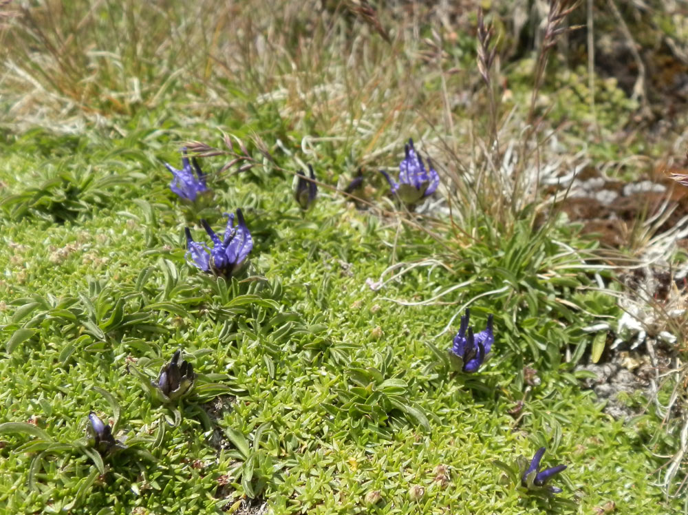 Phyteuma globulariifolium/ Raponzolo a foglie di globularia