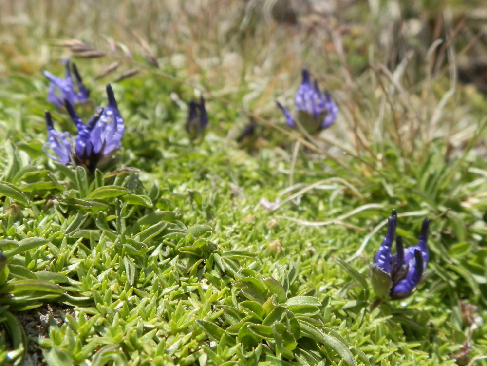 Phyteuma globulariifolium/ Raponzolo a foglie di globularia