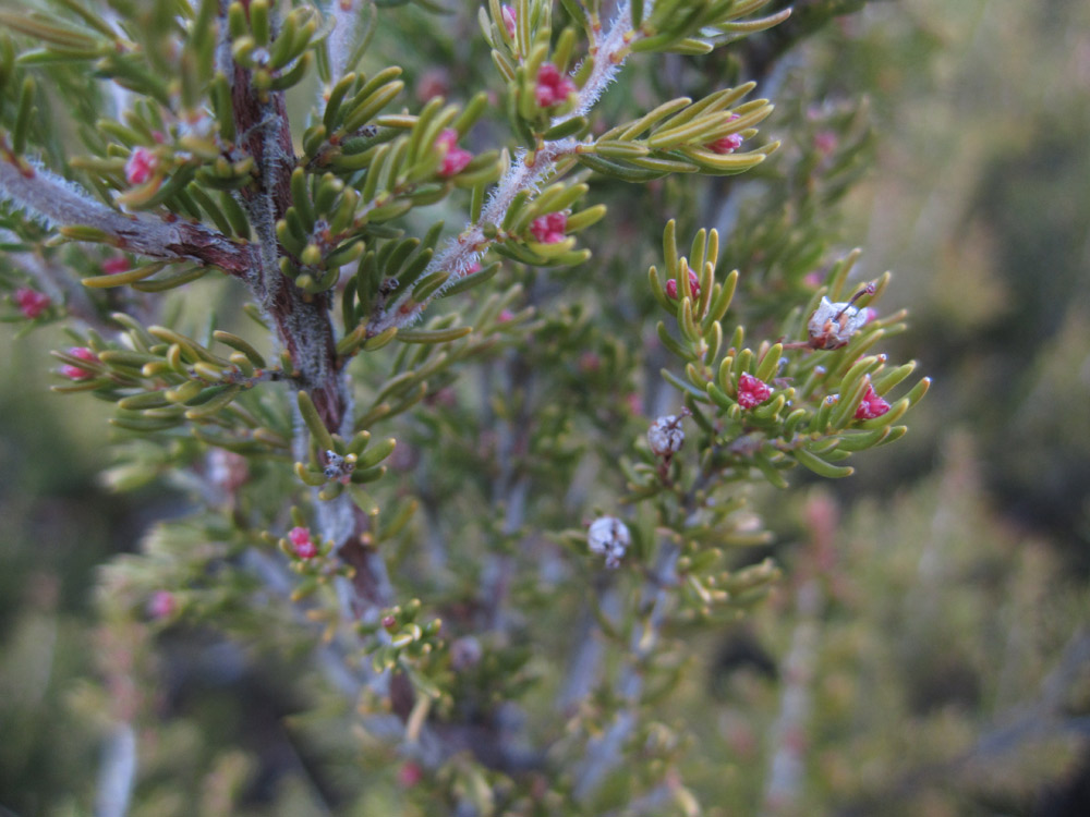 Erica arborea / Erica arborea