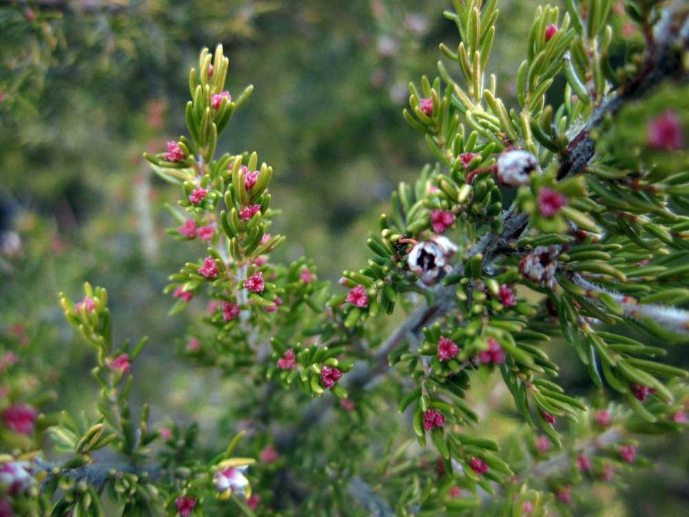 Erica arborea / Erica arborea