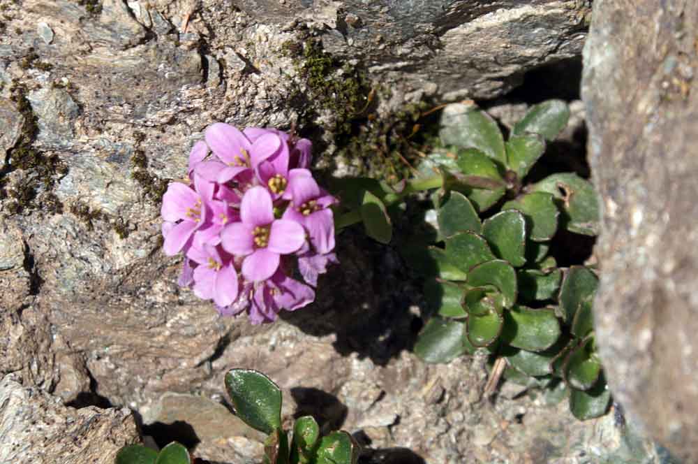 Noccaea corymbosa (=Thlaspi lerechianum) / Erba storna corimbosa