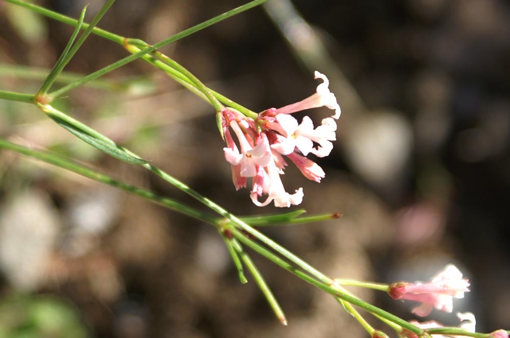 val di Champorcher : Asperula aristata