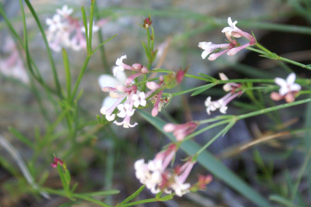 val di Champorcher : Asperula aristata