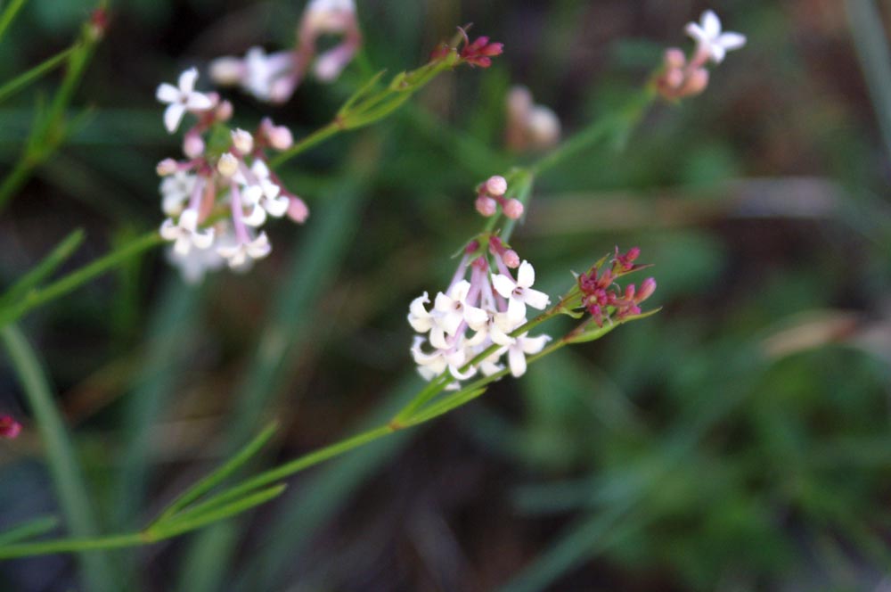val di Champorcher : Asperula aristata