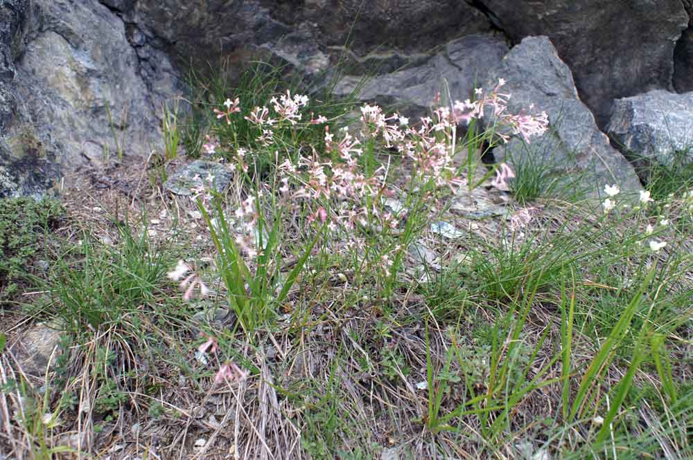 val di Champorcher : Asperula aristata