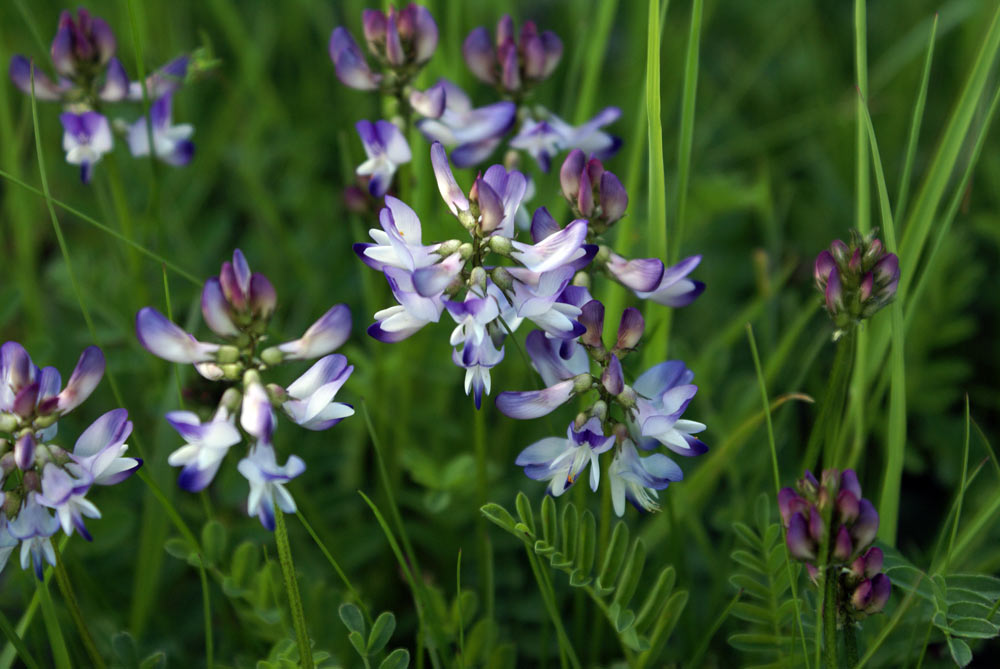 Astragalus alpinus / Astragalo alpino