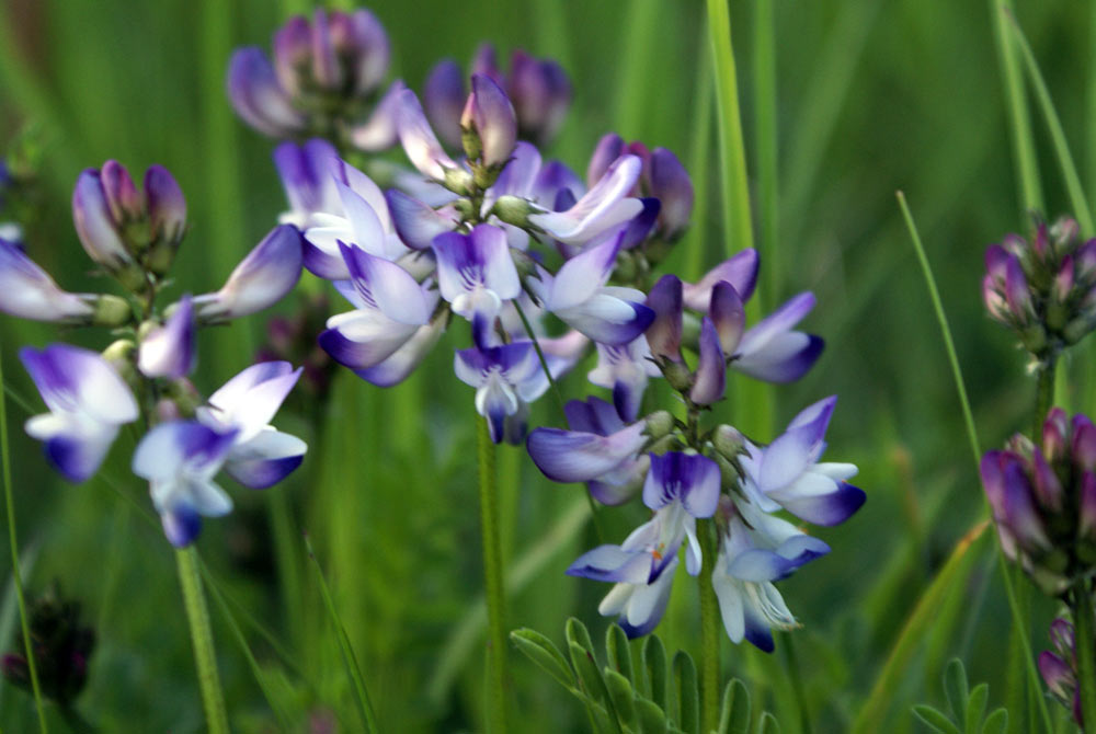 Astragalus alpinus / Astragalo alpino