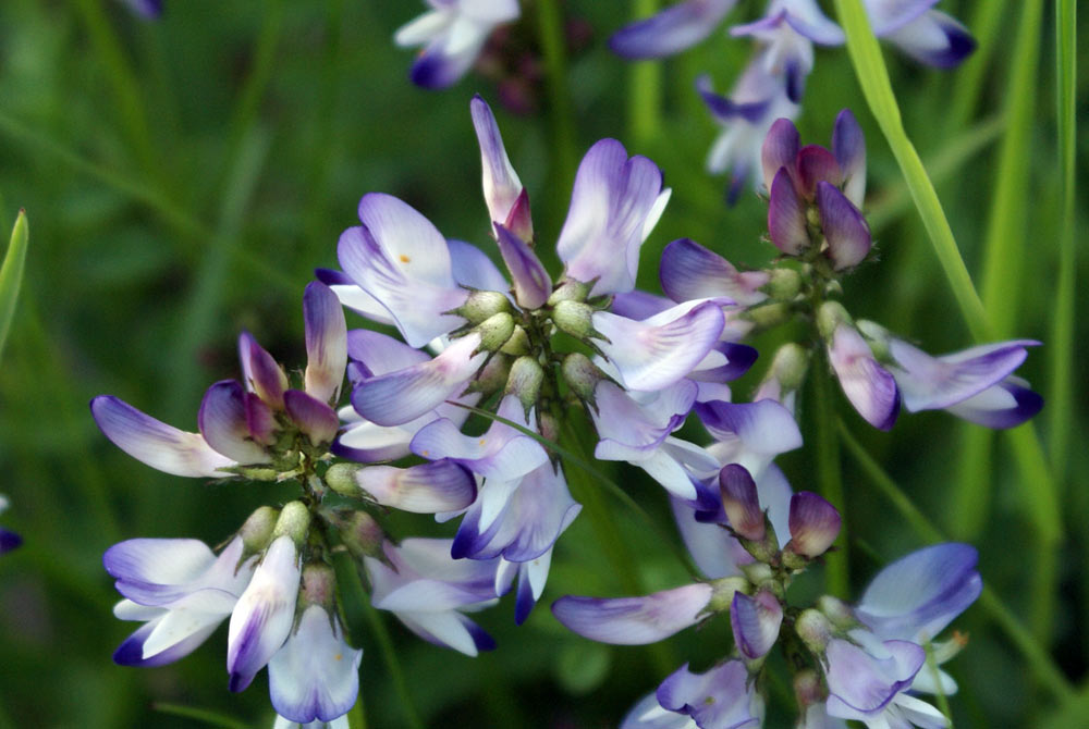 Astragalus alpinus / Astragalo alpino