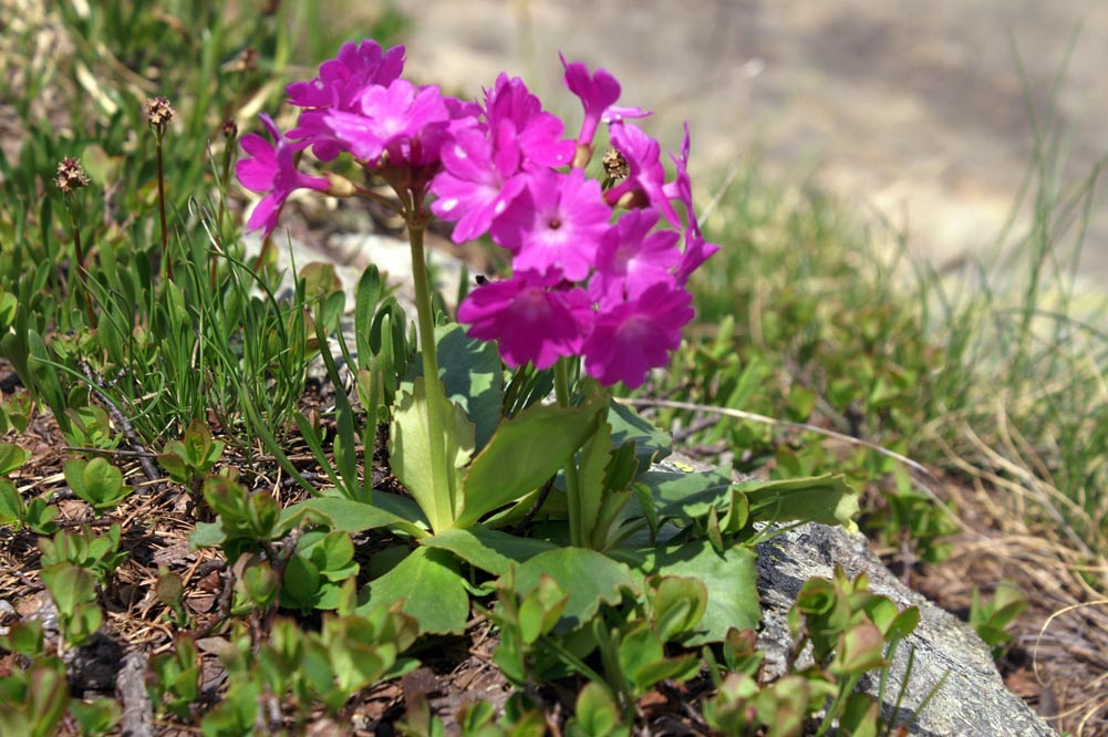 Primula pedemontana / Primula piemontese