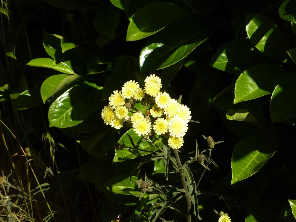 Andryala integrifolia