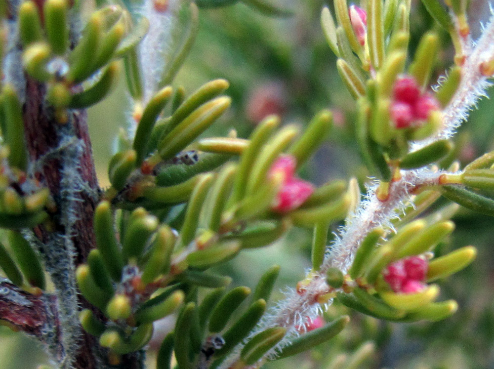 Erica arborea / Erica arborea