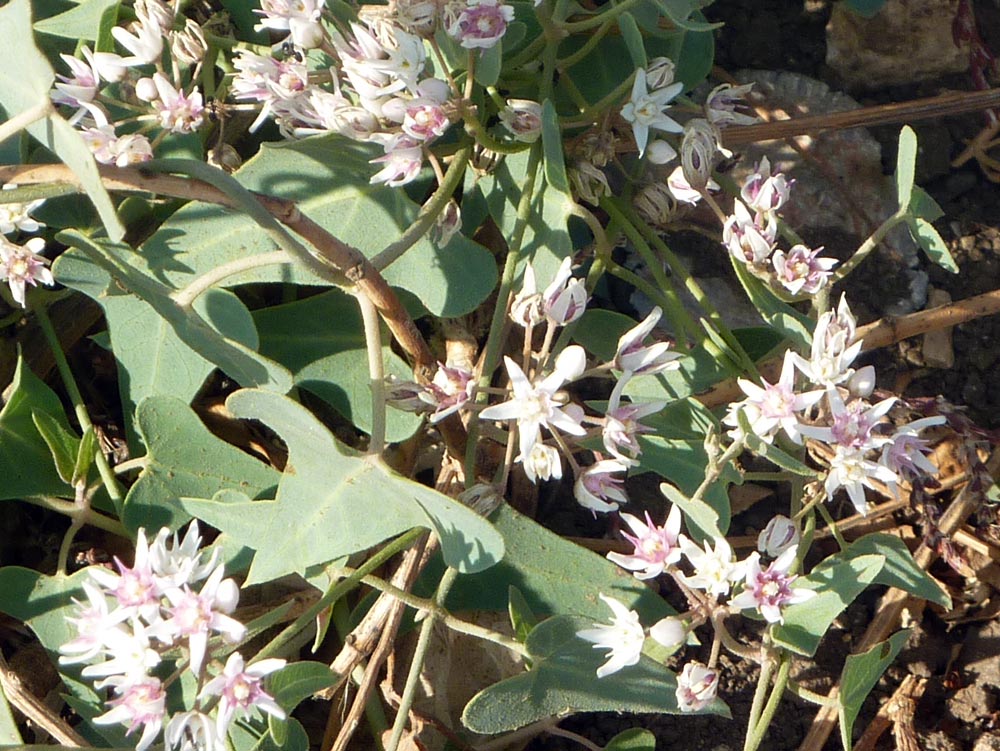 Cynanchum acutum