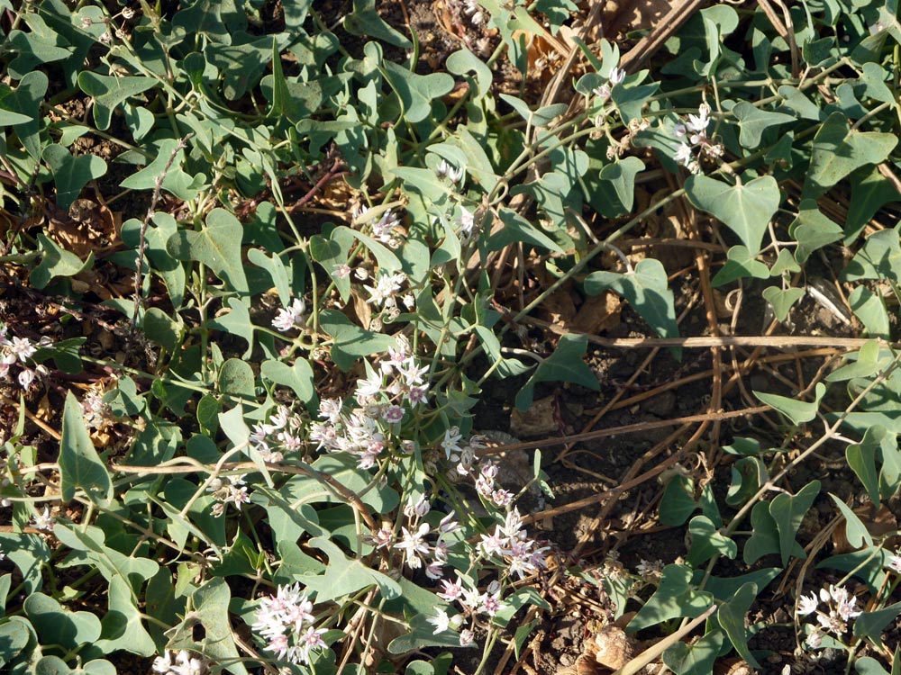 Cynanchum acutum