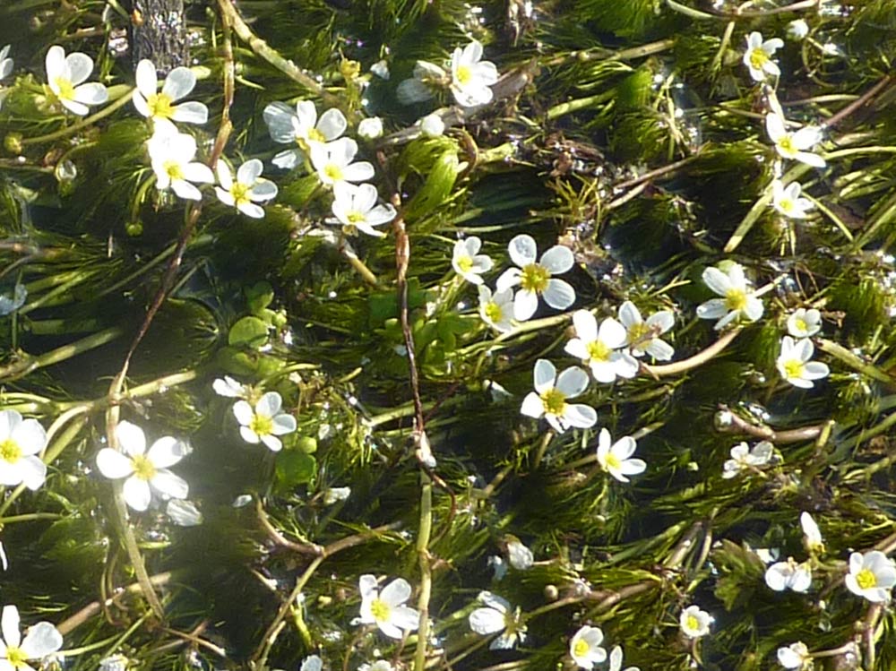 Ranunculus aquatilis  / Ranuncolo acquatico