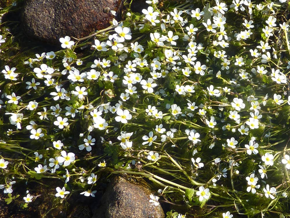 Ranunculus aquatilis  / Ranuncolo acquatico