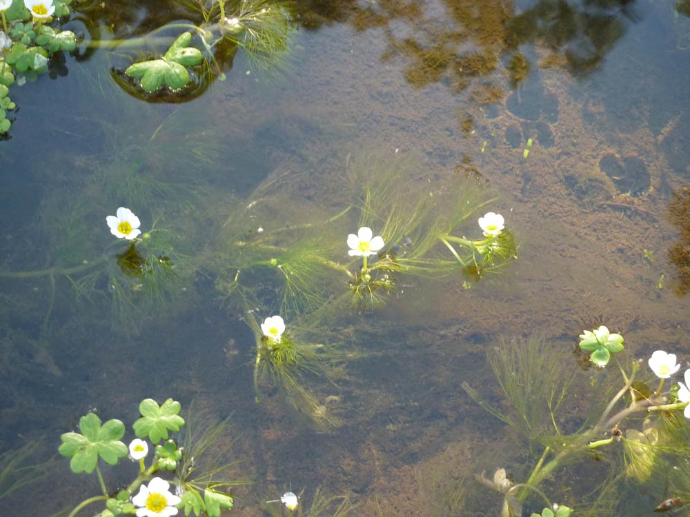 Ranunculus aquatilis  / Ranuncolo acquatico