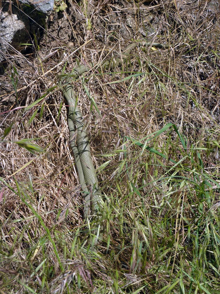 cosa non ho visto? Natrix natrix astreptophora