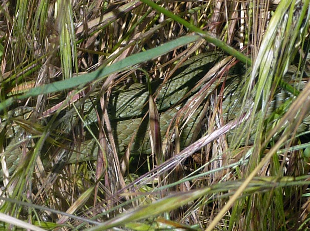 cosa non ho visto? Natrix natrix astreptophora