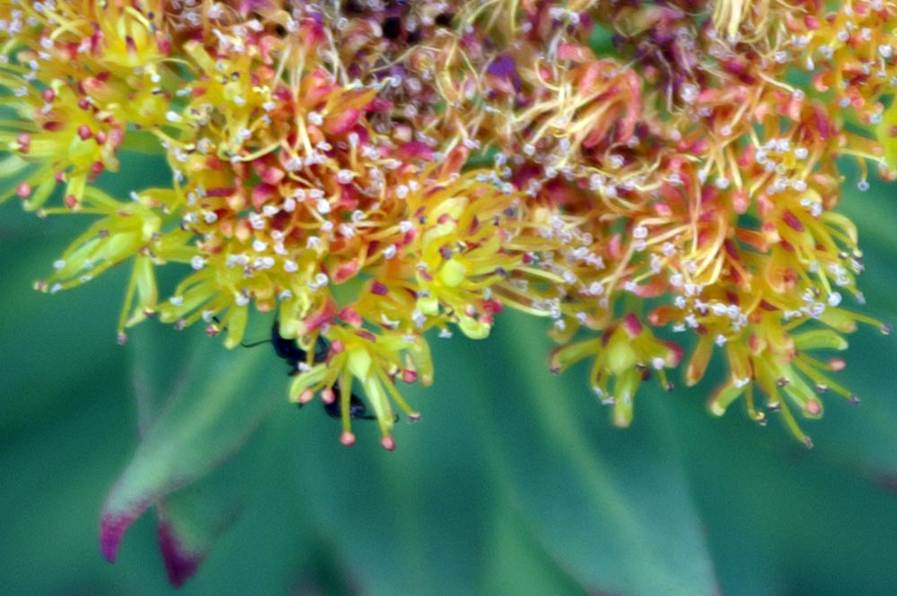 Rhodiola rosea / Rodiola rosea