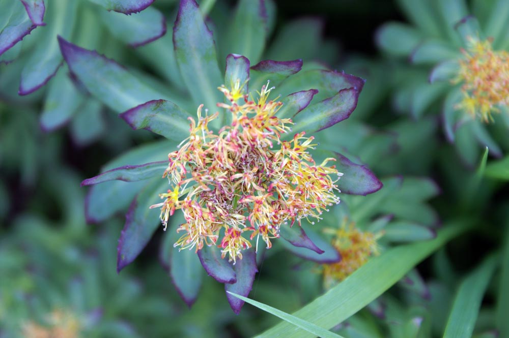 Rhodiola rosea / Rodiola rosea